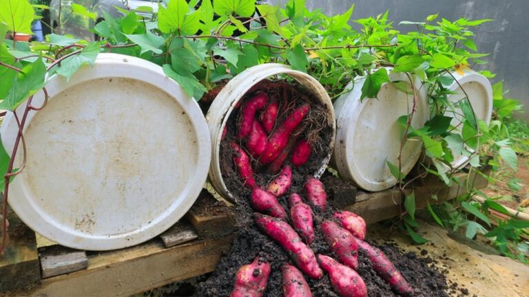 Jak wyhodować 10 słodkich ziemniaków w plastikowych pojemnikach bez wysiłku