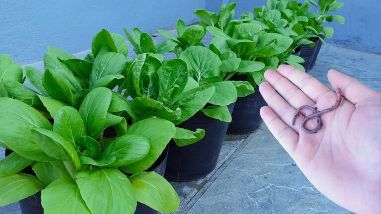 5 kreatywnych sposobów na uprawę bok choy na balkonie, które Cię zaskoczą!