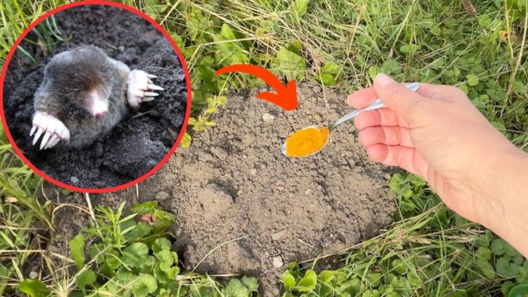 Pozbądź się 5 sposobami nornic z ogrodu za pomocą jednej łyżki! Sprawdź jak!